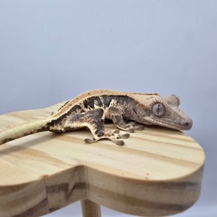 트라이 릴리화이트