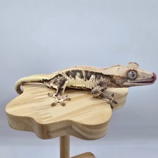 트라이 릴리화이트