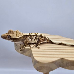 노멀 트라이 익스트림할리퀸 화이트스팟 드리피