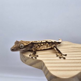 노멀 트라이 익스트림할리퀸 화이트스팟 화이트포트홀