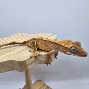 노멀 트라이 레드 익스트림할리퀸