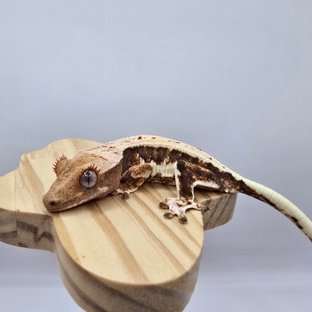 트라이 릴리화이트