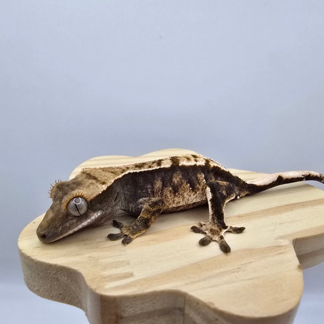 노멀 트라이 익스트림할리퀸