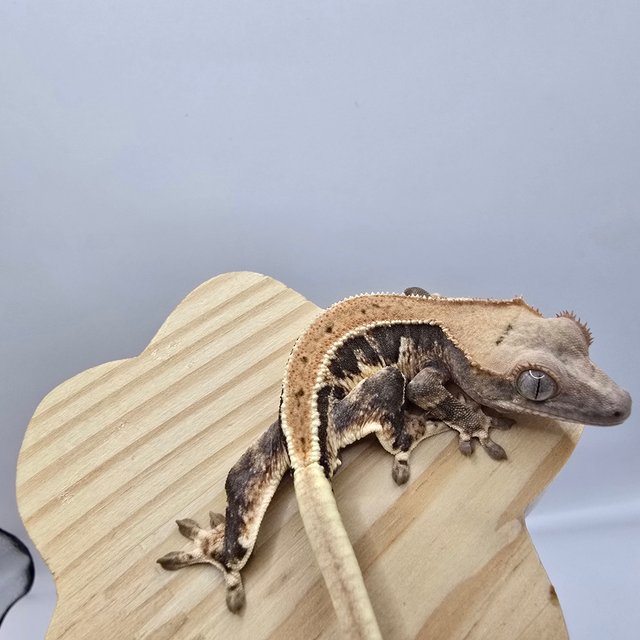 트라이 릴리화이트