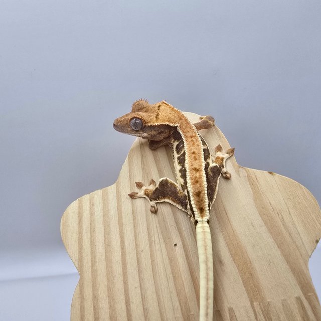 트라이 릴리화이트