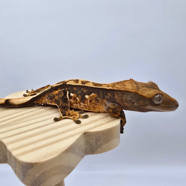 노멀 트라이 화이트스팟