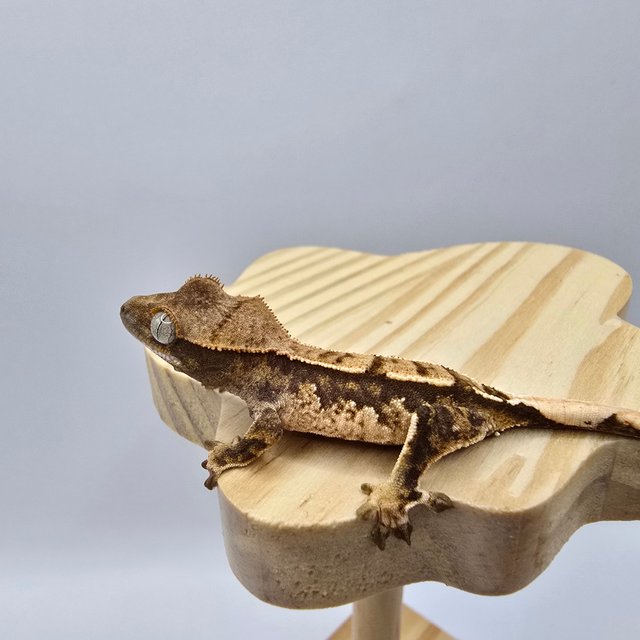 노멀 트라이 익스트림할리퀸