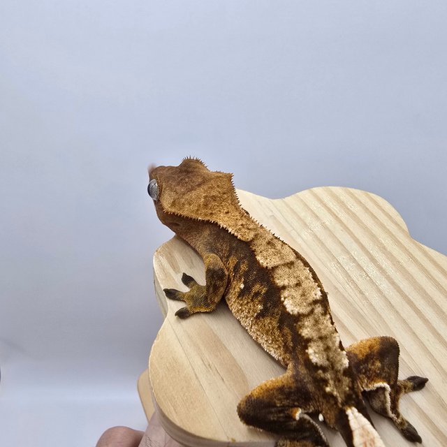 노멀 트라이 익스트림할리퀸