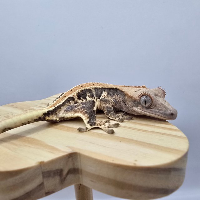 트라이 릴리화이트