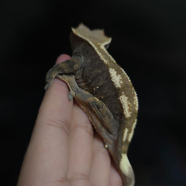 세이블