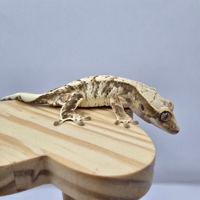 노멀 트라이 익스트림할리퀸 화이트스팟 드리피