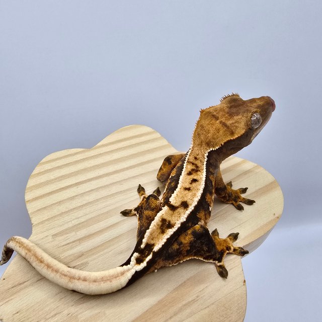 노멀 트라이 화이트스팟