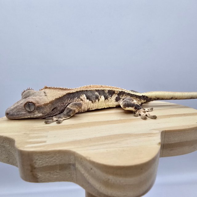 트라이 릴리화이트