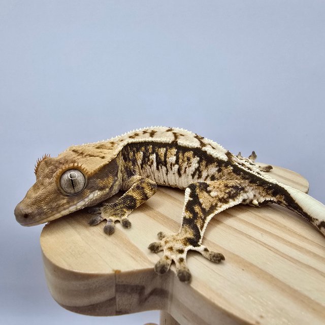 노멀 트라이 익스트림할리퀸 화이트스팟 화이트포트홀