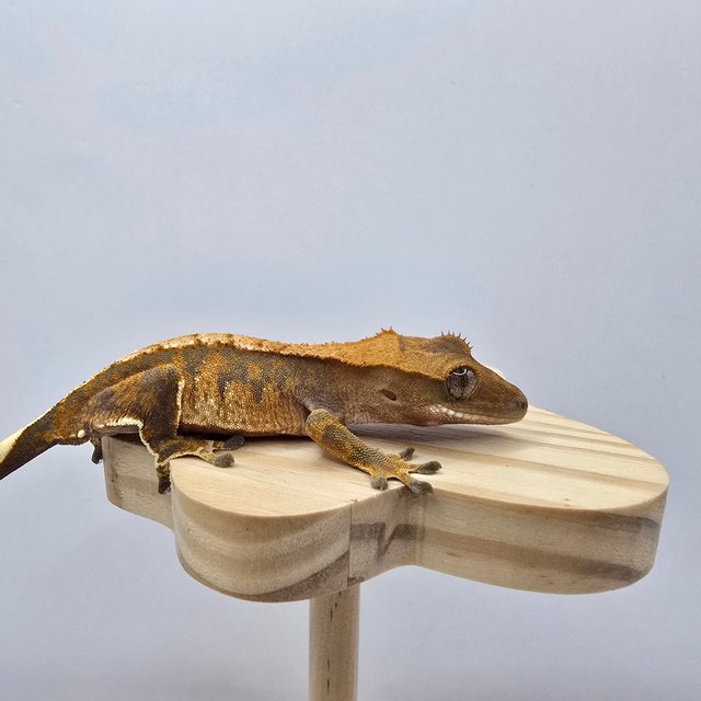 노멀 트라이 익스트림할리퀸