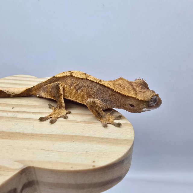 노멀 트라이 레드 익스트림할리퀸