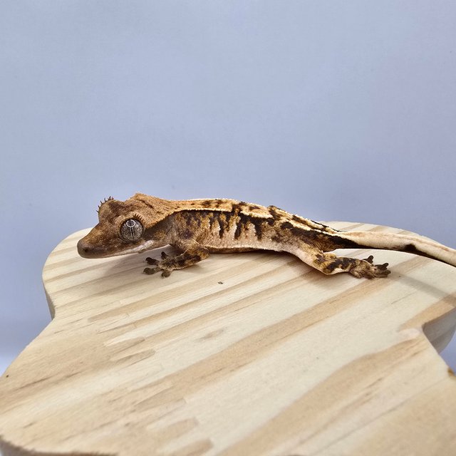 노멀 트라이 익스트림할리퀸