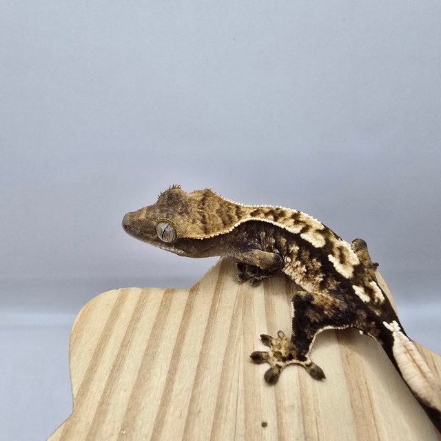 노멀 트라이 익스트림할리퀸 화이트스팟 화이트포트홀