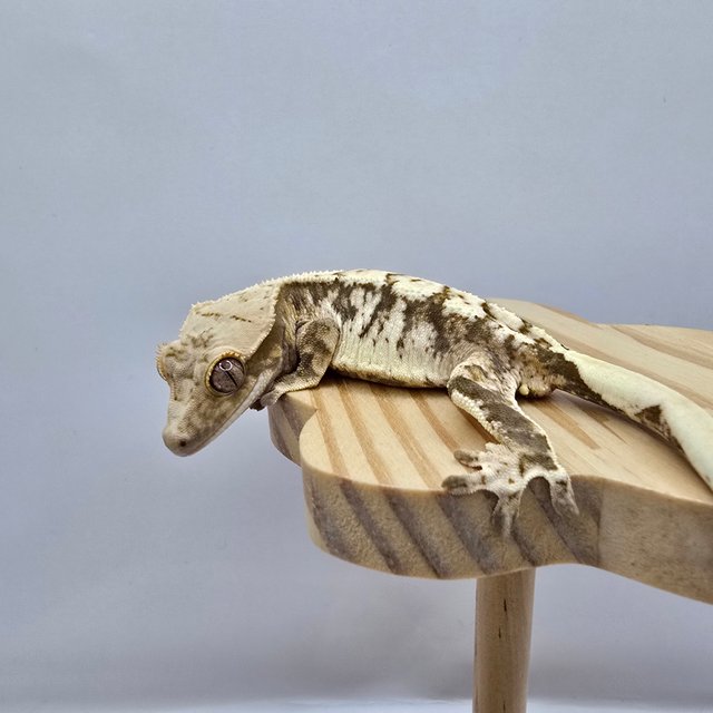 노멀 트라이 익스트림할리퀸 화이트스팟 드리피