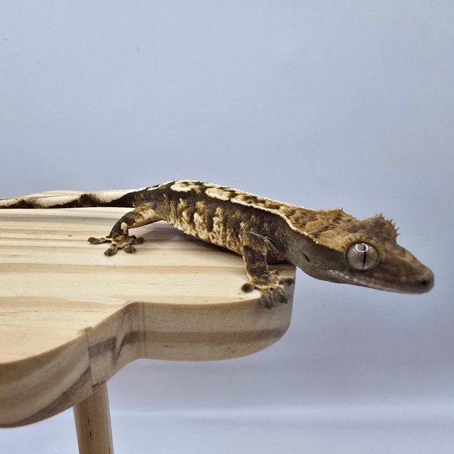 노멀 트라이 익스트림할리퀸 화이트스팟 화이트포트홀