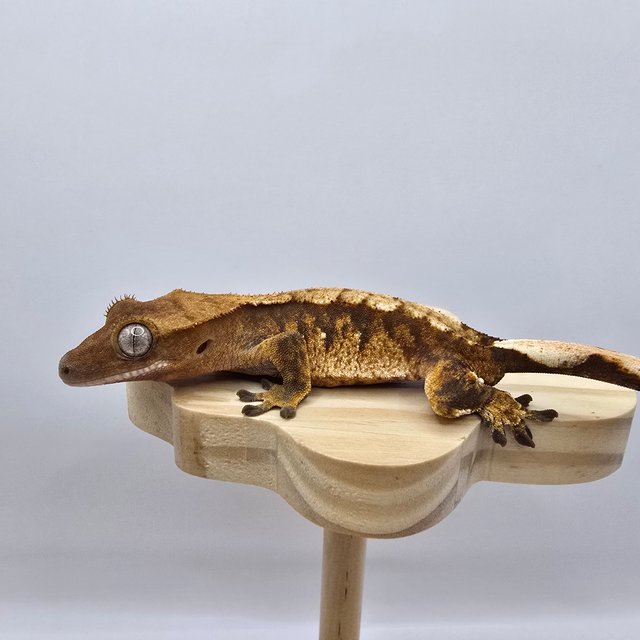 노멀 트라이 익스트림할리퀸