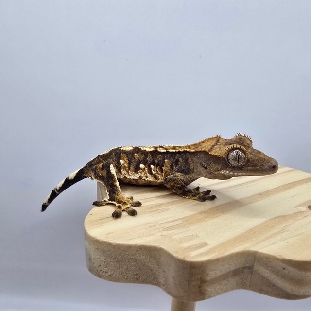 노멀 트라이 익스트림할리퀸 화이트스팟 화이트포트홀