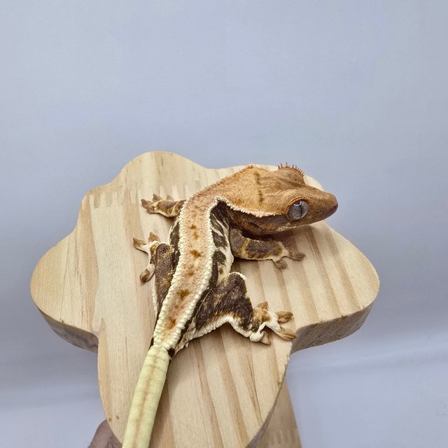 트라이 릴리화이트