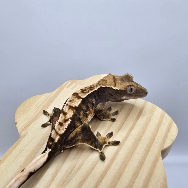 노멀 트라이 익스트림할리퀸