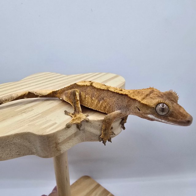 노멀 트라이 레드 익스트림할리퀸