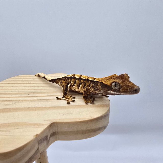 노멀 트라이 익스트림할리퀸 텐저린 화이트스팟 화이트포트홀