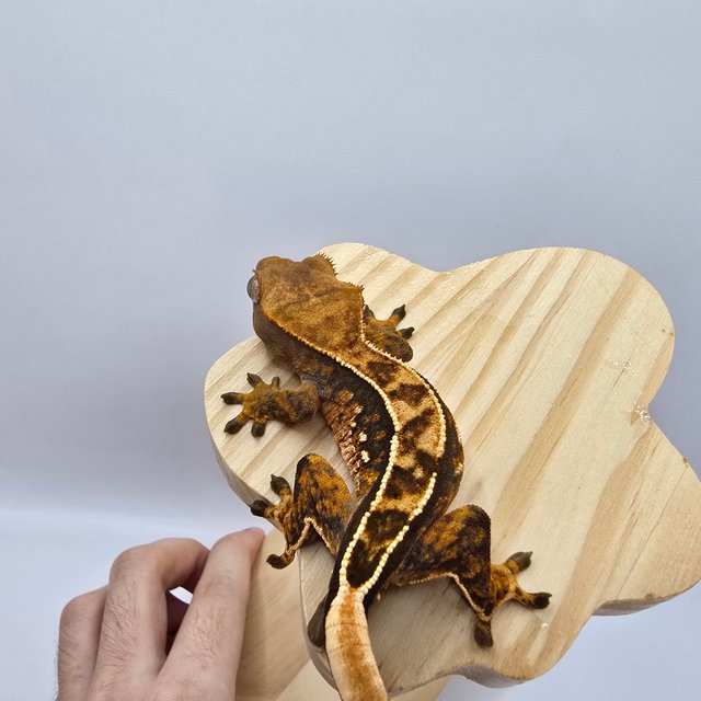 노멀 트라이 화이트스팟