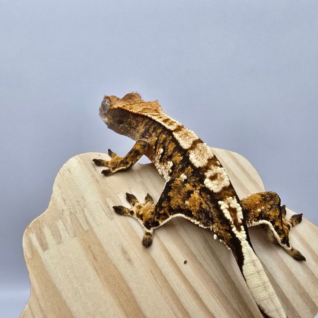 노멀 트라이 익스트림할리퀸 텐저린 화이트스팟 화이트포트홀