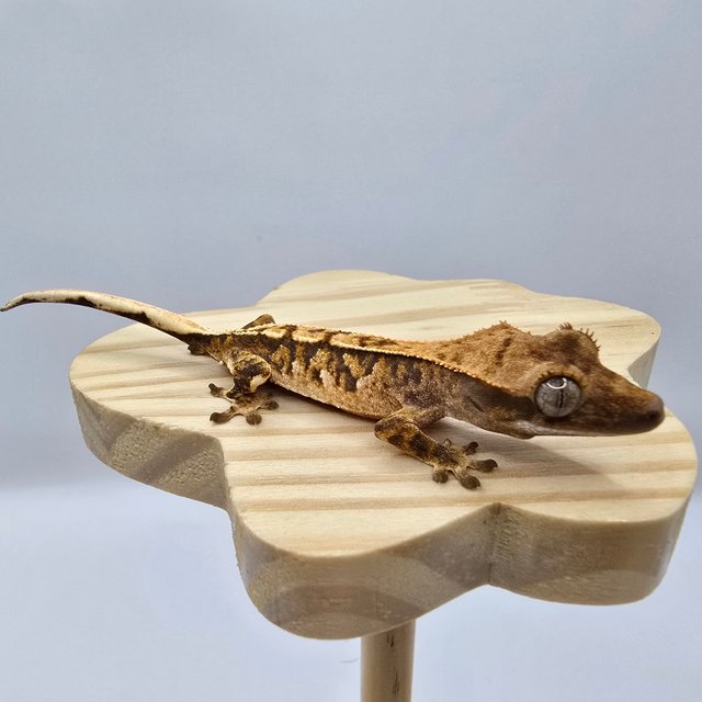 노멀 트라이 익스트림할리퀸