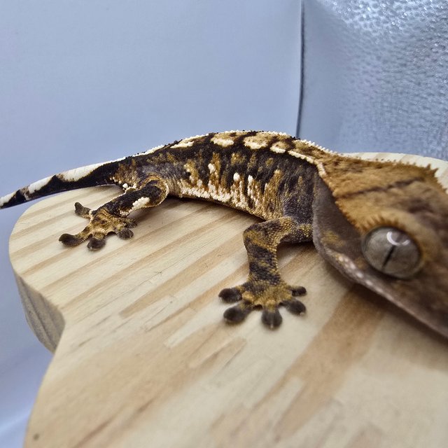 노멀 트라이 익스트림할리퀸 화이트스팟 화이트포트홀