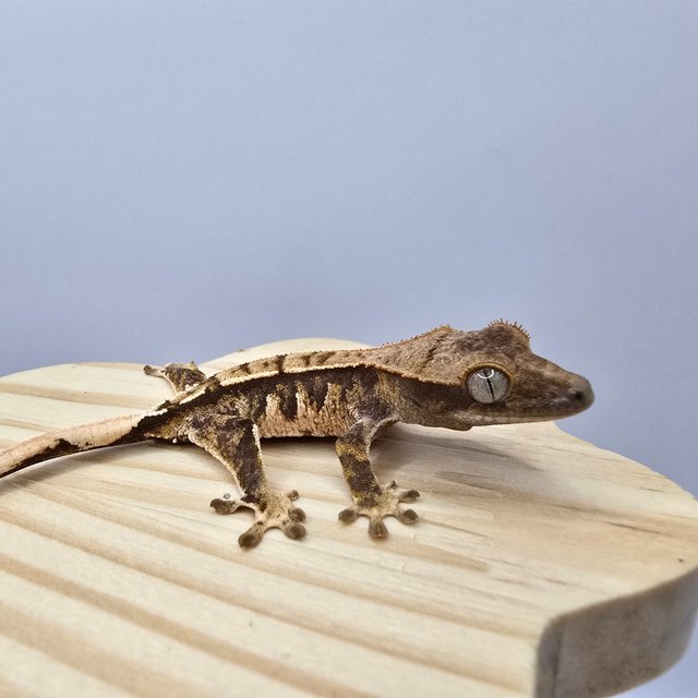 노멀 트라이 익스트림할리퀸