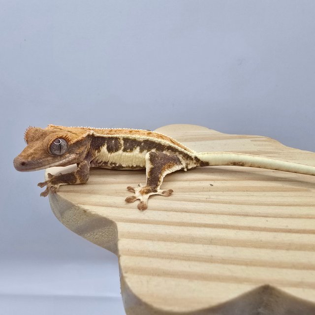 트라이 릴리화이트