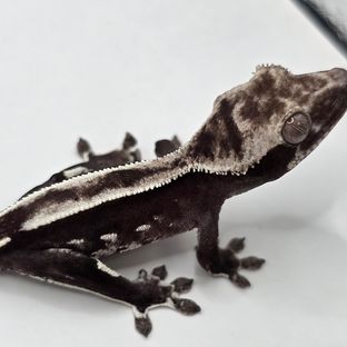 아잔틱