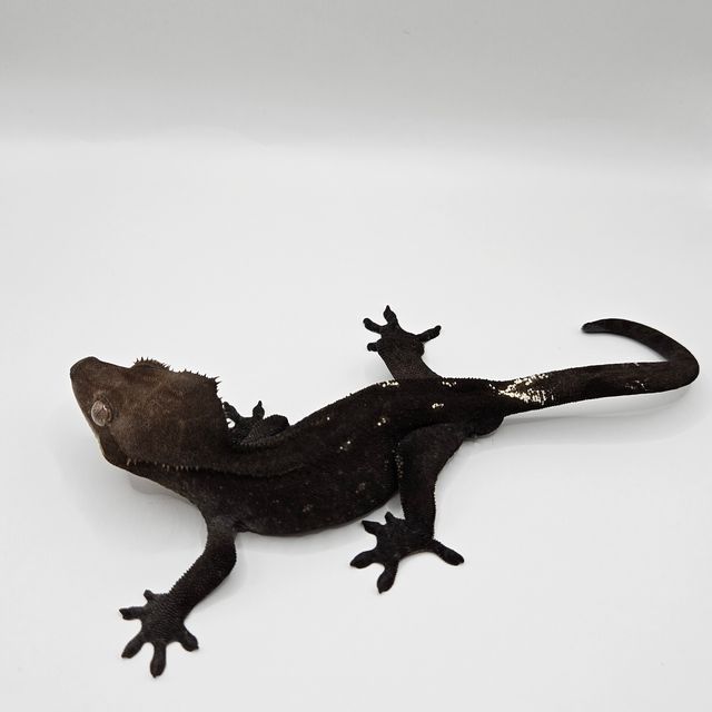 아잔틱