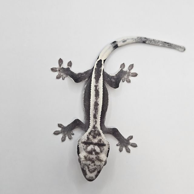 아잔틱