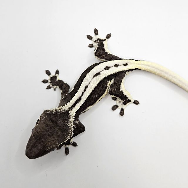 릴잔틱