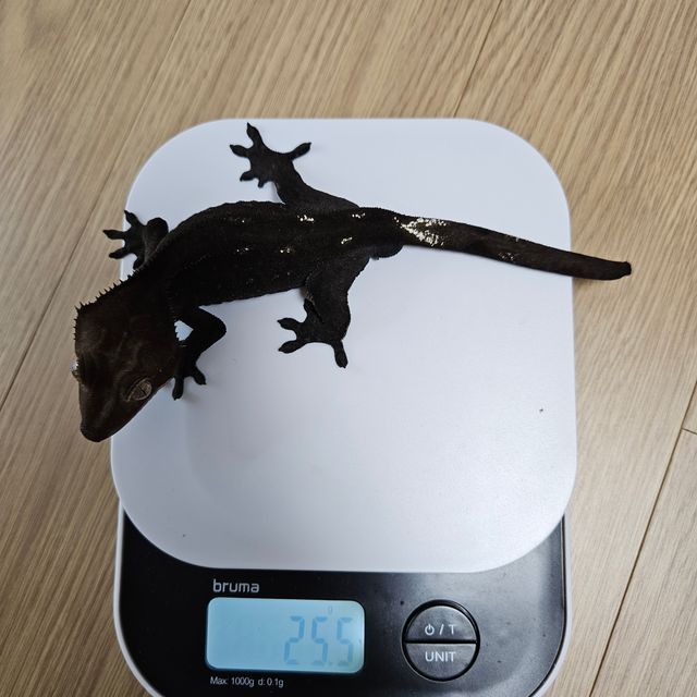 아잔틱
