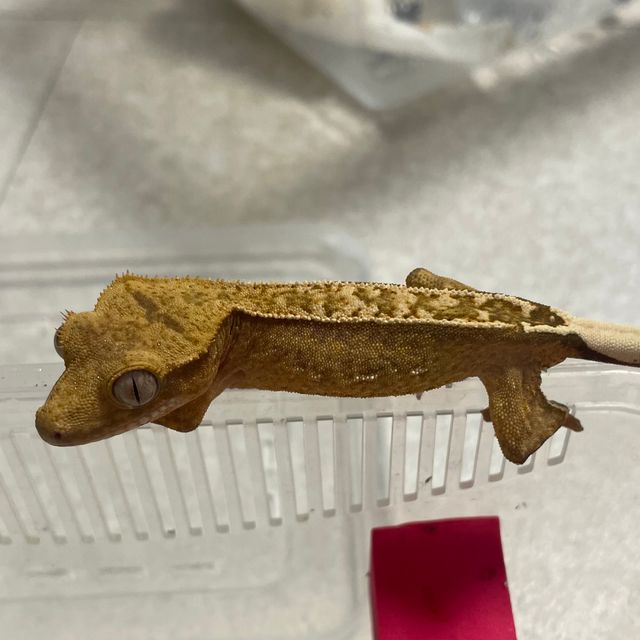 크림시클