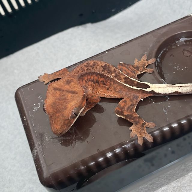 카푸치노