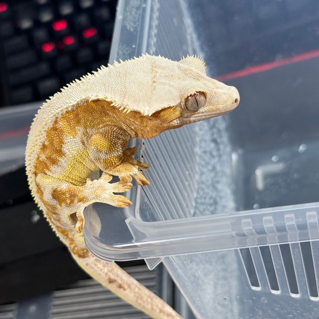 릴리화이트 크림