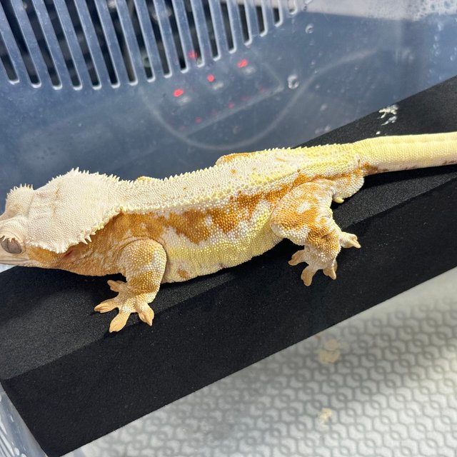 릴리화이트 크림