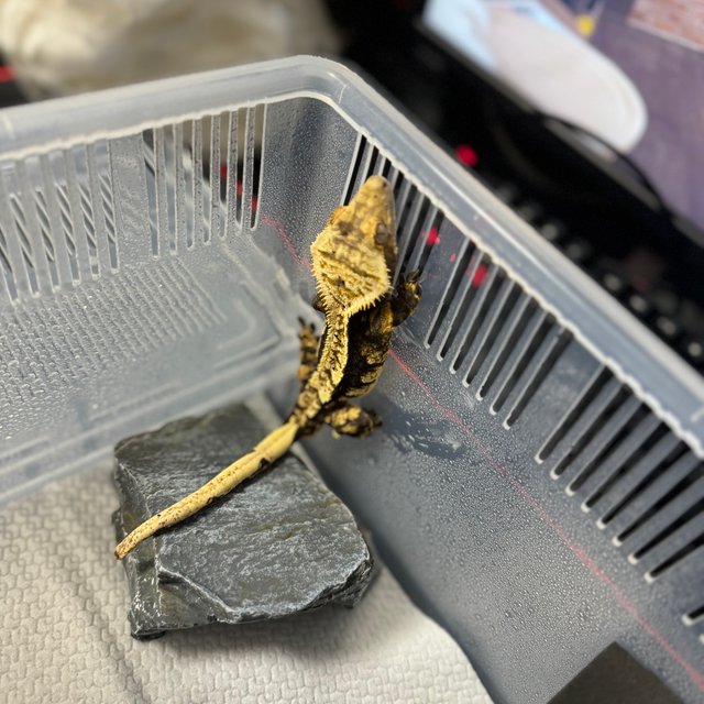 노멀 트라이 핀스트라이프