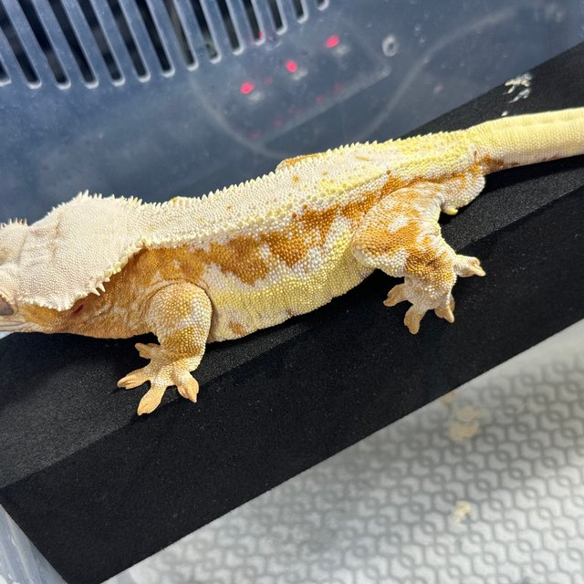 릴리화이트 크림