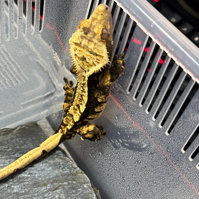 노멀 트라이 핀스트라이프