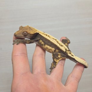 헷아잔틱
