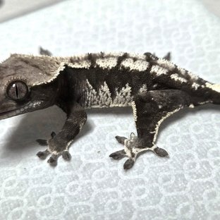 아잔틱